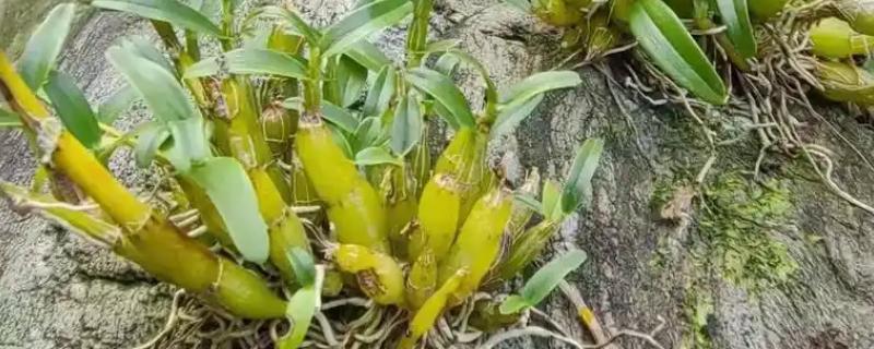 天然石斛的价格,价格为每斤120元