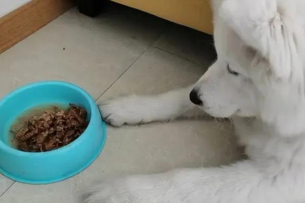萨摩耶为什么会拉稀，常见感冒、肠炎、饮食不当等原因