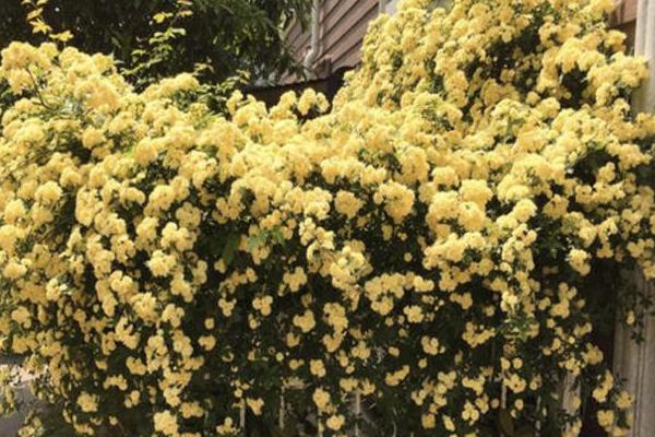 木香花和蔷薇花的区别是什么，株型和产地均不同