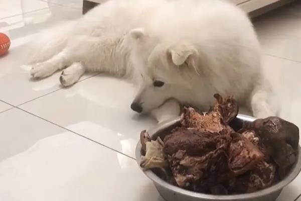 萨摩耶为什么会拉稀，常见感冒、肠炎、饮食不当等原因