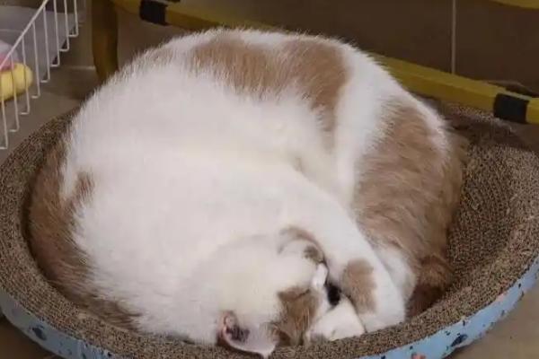 犬猫膀胱痉挛的临床症状，表现为尿淋漓、暂时性闭尿等