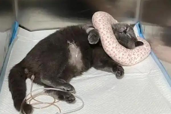 犬猫膀胱痉挛的临床症状，表现为尿淋漓、暂时性闭尿等