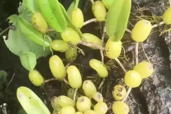 天然石斛的价格,价格为每斤120元