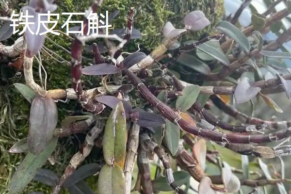 天然石斛的价格,价格为每斤120元