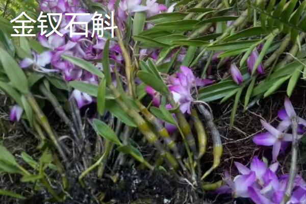 天然石斛的价格,价格为每斤120元