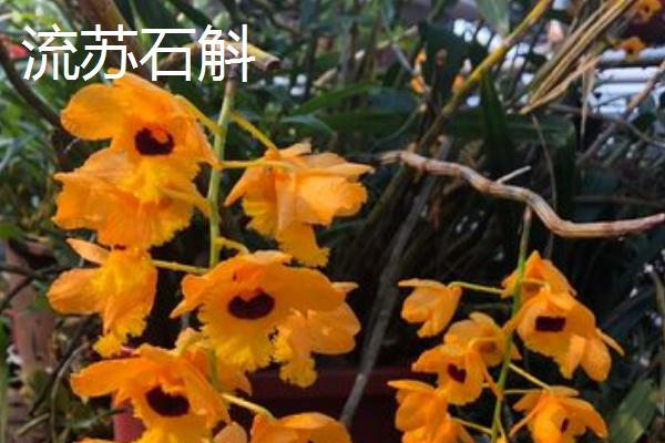 天然石斛的价格,价格为每斤120元