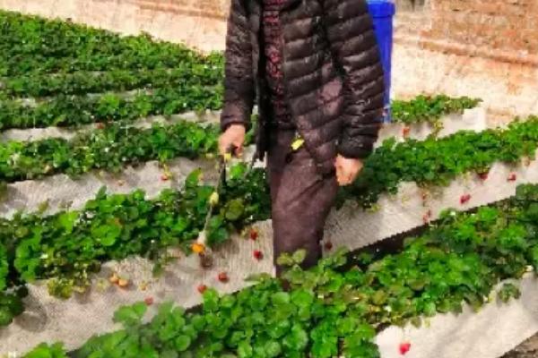 草莓的需肥量大吗，要施足基肥并适时追肥