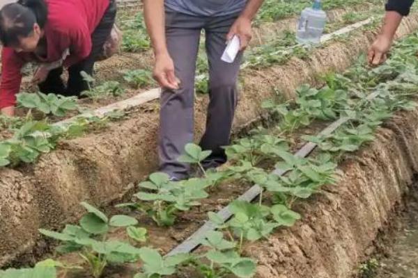 草莓的需肥量大吗，要施足基肥并适时追肥