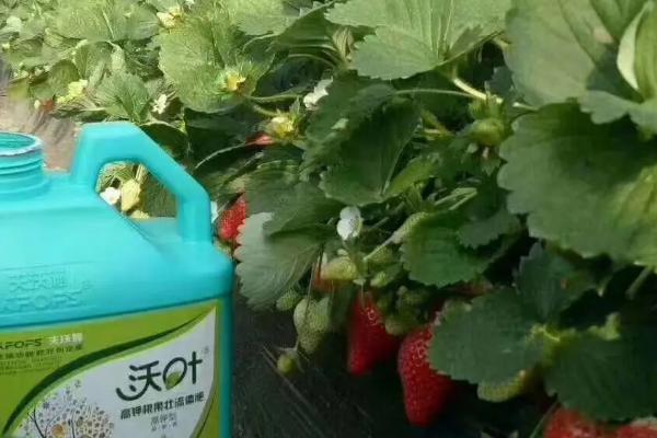 草莓的需肥量大吗，要施足基肥并适时追肥