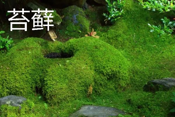 可以测试空气质量的植物是什么，常见苔藓、百日草、矮牵牛等品种