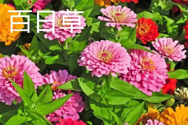 可以测试空气质量的植物是什么，常见苔藓、百日草、矮牵牛等品种