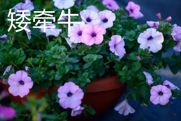 可以测试空气质量的植物是什么，常见苔藓、百日草、矮牵牛等品种
