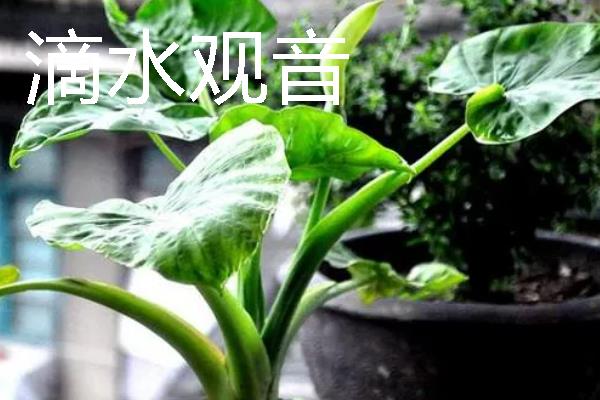 可以测试空气质量的植物是什么，常见苔藓、百日草、矮牵牛等品种