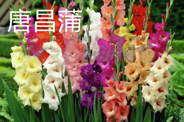 可以测试空气质量的植物是什么，常见苔藓、百日草、矮牵牛等品种