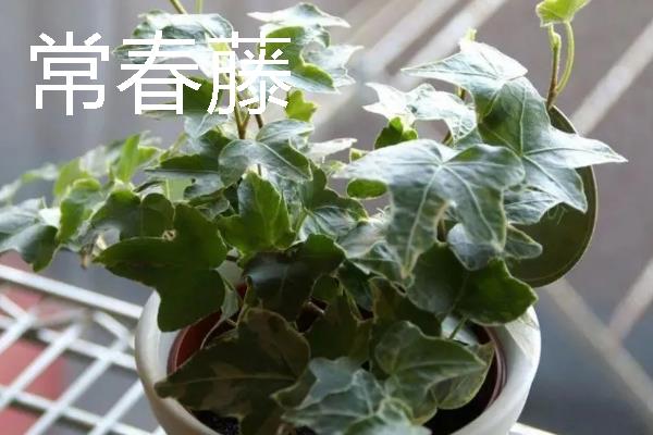 可以测试空气质量的植物是什么，常见苔藓、百日草、矮牵牛等品种
