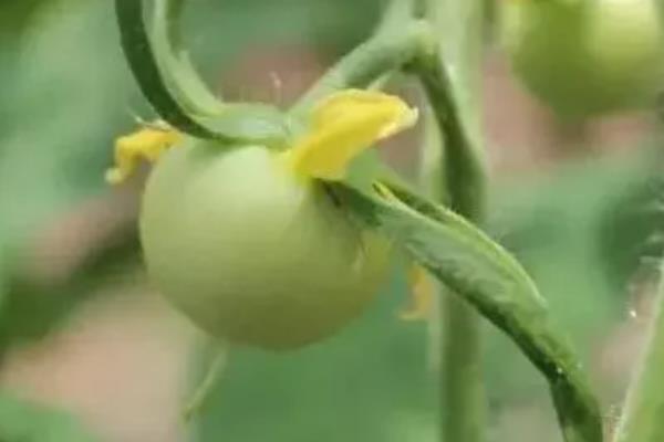 如何防治西红柿穿心果，首先要合理留果