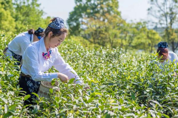 茶树种植几年能采摘，3年左右便可以少许的采摘