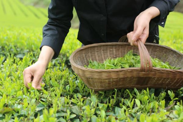 茶树种植几年能采摘，3年左右便可以少许的采摘