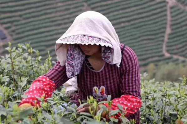 茶树种植几年能采摘，3年左右便可以少许的采摘