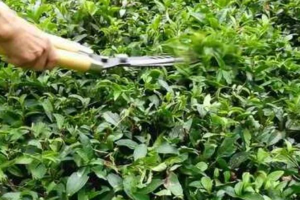 茶树种植几年能采摘，3年左右便可以少许的采摘