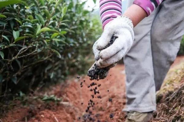 茶树种植几年能采摘，3年左右便可以少许的采摘