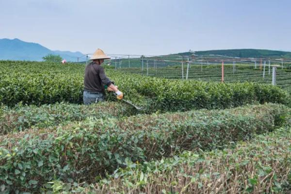 茶树种植几年能采摘，3年左右便可以少许的采摘