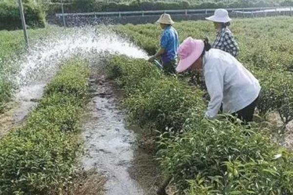 茶树种植几年能采摘，3年左右便可以少许的采摘