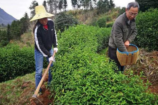 茶树种植几年能采摘，3年左右便可以少许的采摘