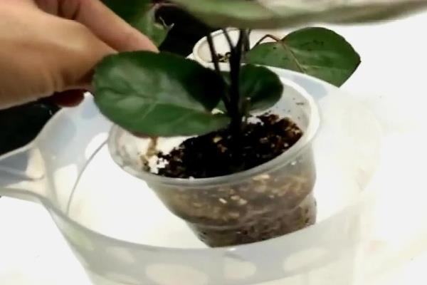 钱兜树的繁殖方式，扦插有很高的成活率