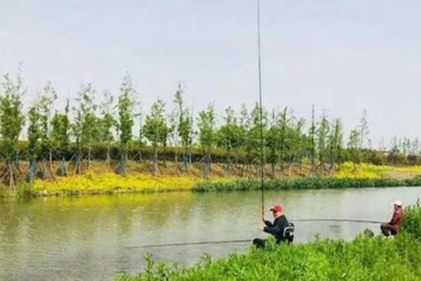 春天钓鲫鱼用什么味型的饵料，后期可以用清淡味型的饵料