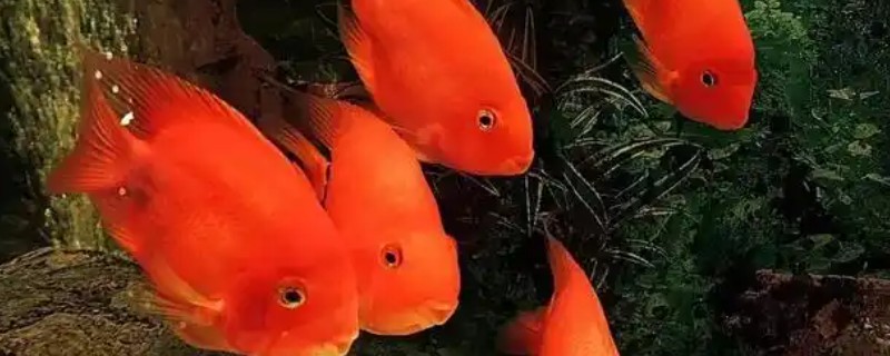 为什么鹦鹉鱼老在水的上面，可能是水中缺氧所致