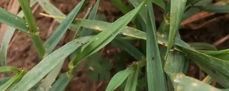 怎么防治麦蜘蛛，喷施乐果乳油等药物具有良好效果