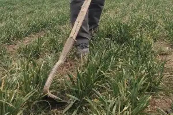 怎么防治麦蜘蛛，喷施乐果乳油等药物具有良好效果