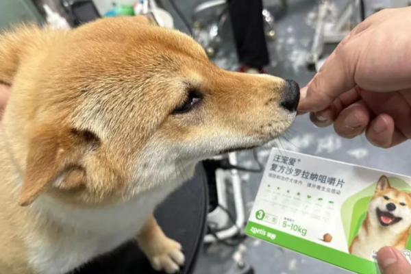 狗狗为什么突然走不了路，可能是腿部受伤、长期缺钙所致