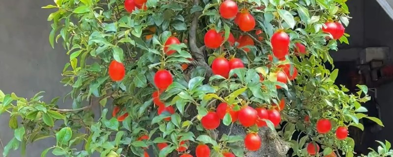 金弹子1号血红与5号血红有什么区别，前者的表皮更加光滑
