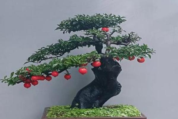 金弹子1号血红与5号血红有什么区别，前者的表皮更加光滑