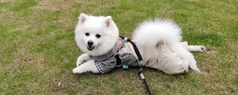 狗狗为什么突然走不了路，可能是腿部受伤、长期缺钙所致