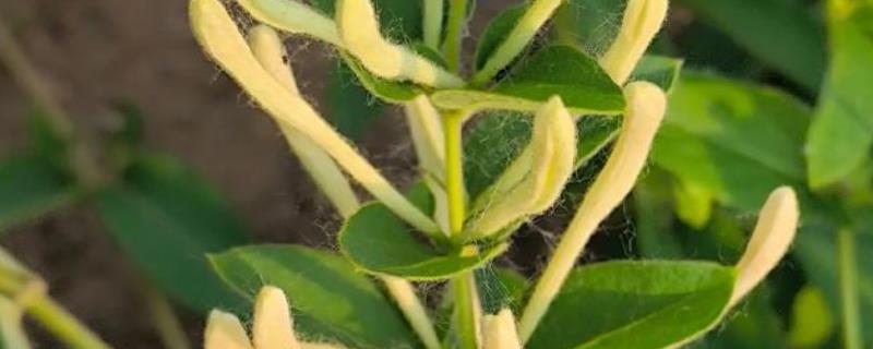 怎么种植金银花，扦插育苗后再移栽