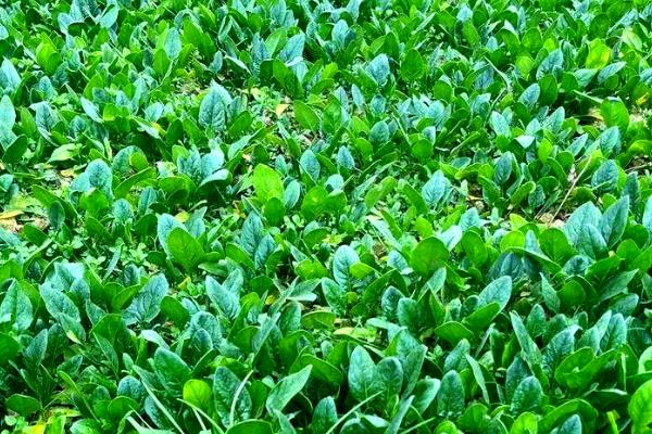 菠菜是被子植物的原因，种子被包裹在叶片中