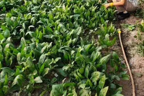 菠菜是被子植物的原因，种子被包裹在叶片中
