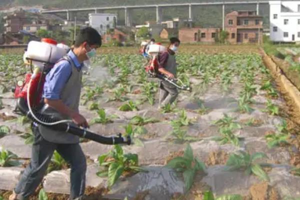 菠菜是被子植物的原因，种子被包裹在叶片中
