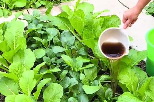 菠菜是被子植物的原因，种子被包裹在叶片中
