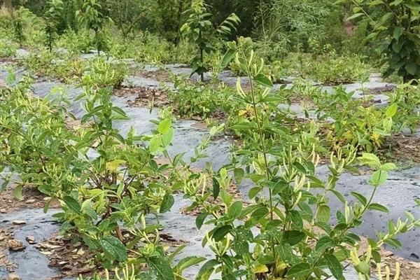 怎么种植金银花，扦插育苗后再移栽