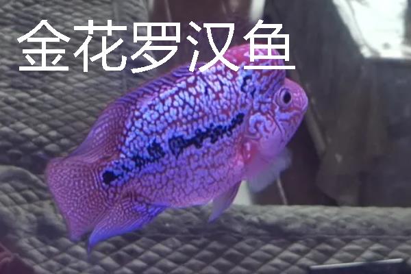 罗汉鱼什么时候会起头变色，会受到品种、饲养环境的影响