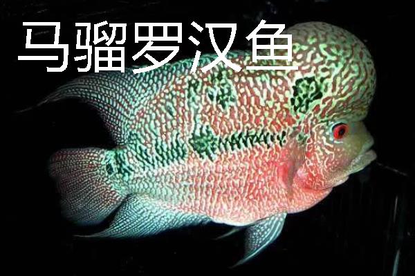 罗汉鱼什么时候会起头变色，会受到品种、饲养环境的影响