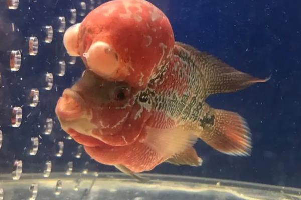 罗汉鱼什么时候会起头变色，会受到品种、饲养环境的影响