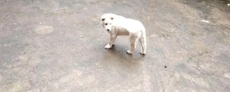 狗狗流鼻涕是不是生病了，流出浆液性的鼻汁可能是感冒或鼻炎所致