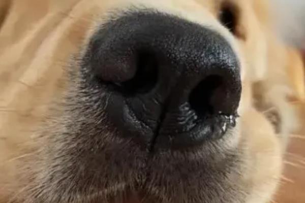 狗狗流鼻涕是不是生病了，流出浆液性的鼻汁可能是感冒或鼻炎所致