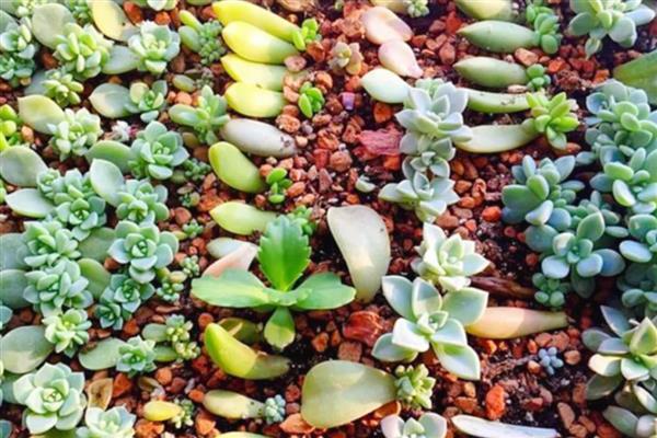 多肉植物扦插后不生根如何解决，以下5种方式可以酌情采纳