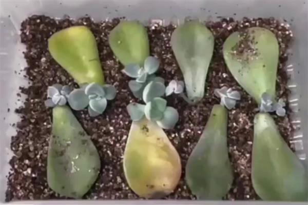 多肉植物扦插后不生根如何解决，以下5种方式可以酌情采纳